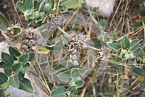 Withania somnifera plant close up