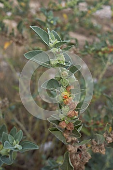 Withania somnifera plant close up