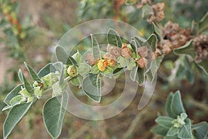 Withania somnifera plant close up photo