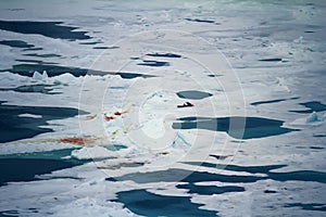 Withe Bear goes into expanses of Arctic ocean