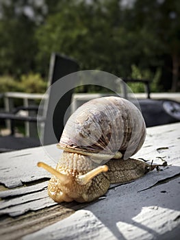 Withe e snail