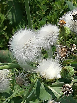 Withe flowers so beautiful neture plant amazing flowers