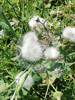 Withe flowers so beautiful neture plant amazing flowers