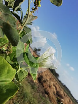 Withe flowers in sky same colot so beautiful neture art photo