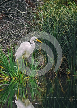 WITHE HERON