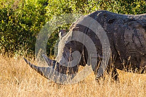 Withe rhino, rhinoceros kruger park, South africa