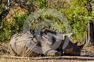 Withe rhino sleeping, rhinoceros kruger park, South africa wildlife