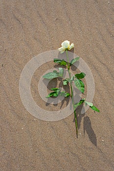 Withe rose alone on the beach