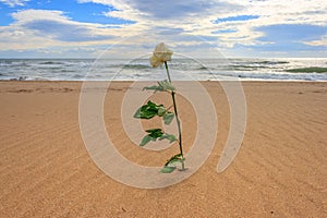 Withe rose alone on the beach