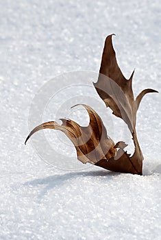 Wither leaf on the snow