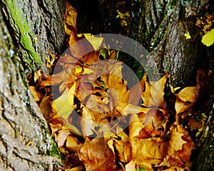 Withered autumn leaves gather in a branch fork 2