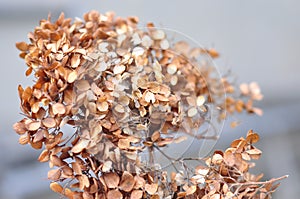 Withered beige hydrangea flowers on a gray-blue blurred background.