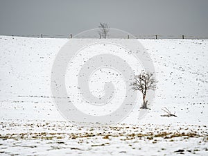 Withered black elder bush in the middle of a horse pasture. Quiet winter day