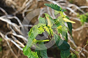 Withered blossom and leaves of the toxic thorn apple (Datura stramonium)