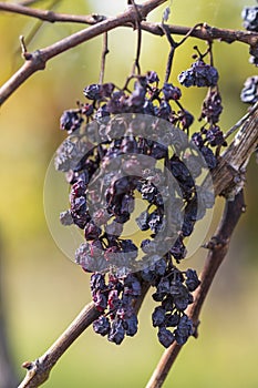 Withered blue grapes hanging in the vineyard photo