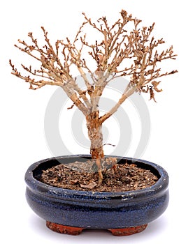 Withered bonsai