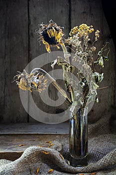 Withered bouquet with golden sunflower and tansy in sidelight on