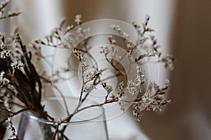 Withered bouquet with small white dry flowers and branches in glass vase against beige wall close up.