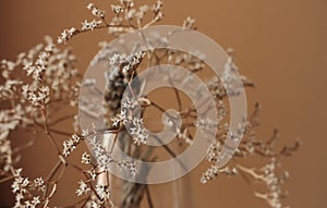 Withered bouquet with small white dry flowers and branches in glass vase against beige wall close up.