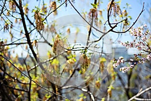 Withered boxelder maple flowers.