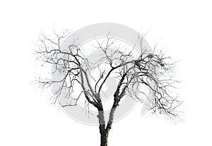 Withered Branches