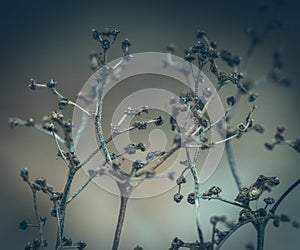 Withered branches on the bush after winter