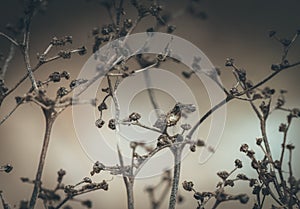 Withered branches on the bush after winter