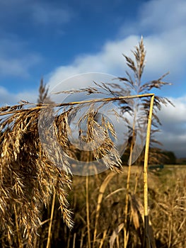 A withered, broken reed growing on the edge of the village. Illustration for a Bible passage Isaiah 42:3