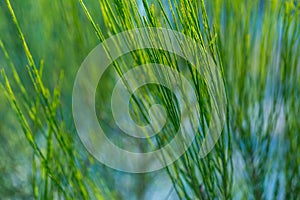 Withered broom branches in winter
