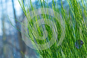 Withered broom branches in winter