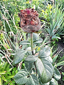 Withered bud of a red rose
