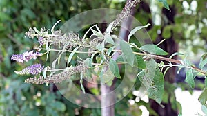 Withered Buddleja Davidii Plant