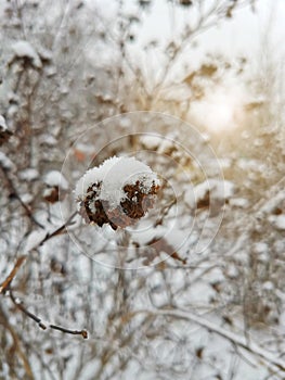 A withered bush covered with the first clean snow