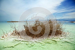 Withered Bush in Dead Sea