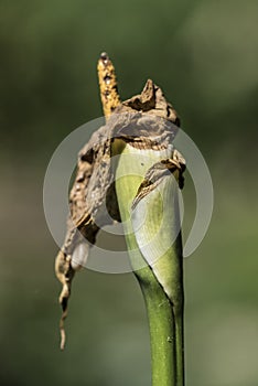 Withered calla lily flower