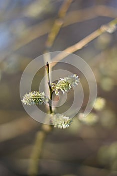 Withered catkins of a willow (Salix caprea)