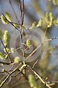 Withered catkins of a willow (Salix caprea)