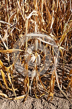 Withered corn plants, aridity in Germany