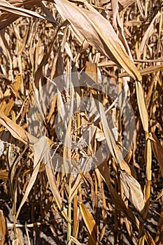 Withered corn plants, aridity in Germany