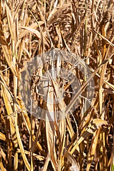 Withered corn plants, aridity in Germany