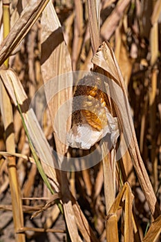 Withered corn plants, aridity in Germany