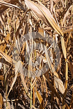Withered corn plants, aridity in Germany photo