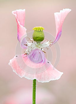 Withered rose corn poppy