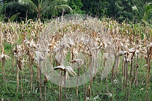 withered corn tree