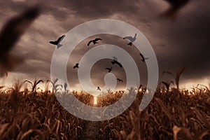 Withered cornfield with flying birds in the apocalyptic mood photo