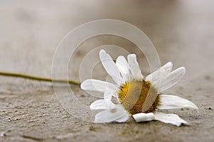 Withered Daisy photo