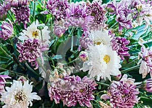 Withered daisy bouquet