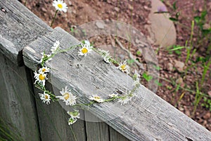 Withered daisy crown.