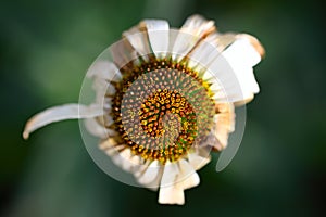 Withered daisy in the garden