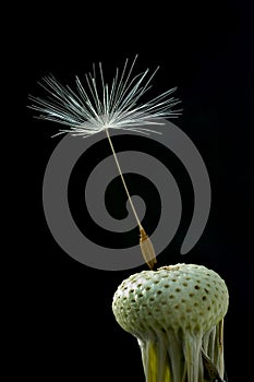 Withered dandelion photo